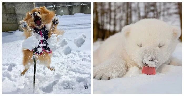 25 пушистиков, искренне наслаждающихся зимними забавами