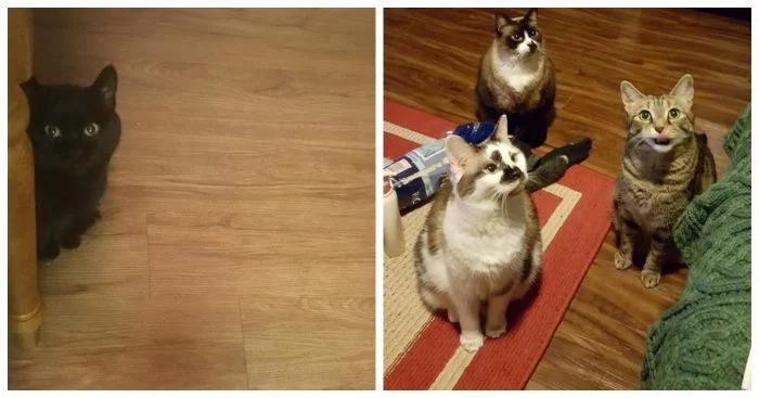 Мастера манипуляции: 20 котов с непревзойденным просящим взглядом