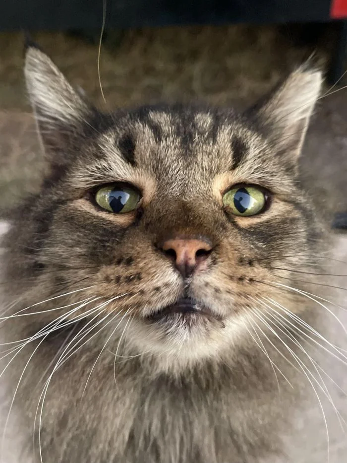 Мастера манипуляции: 20 котов с непревзойденным просящим взглядом