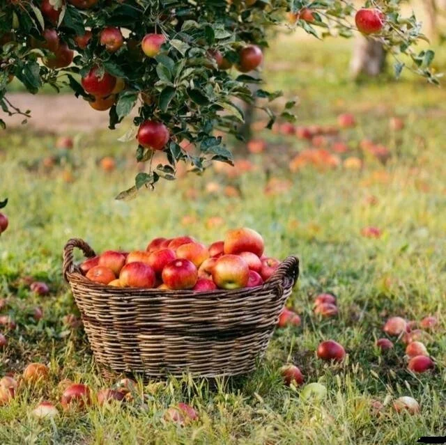 Снимки, которые согревают сердце (2)