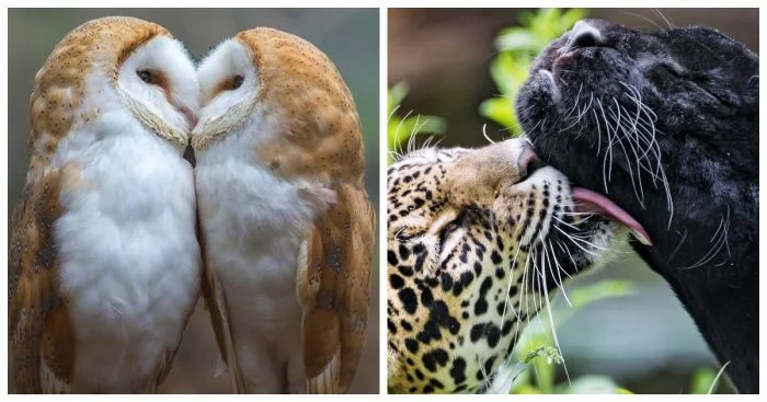 Братья наши меньшие в нежных объятиях