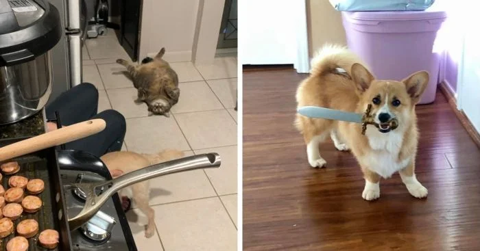 Как питомцы требуют еду: 15 смешных ситуаций