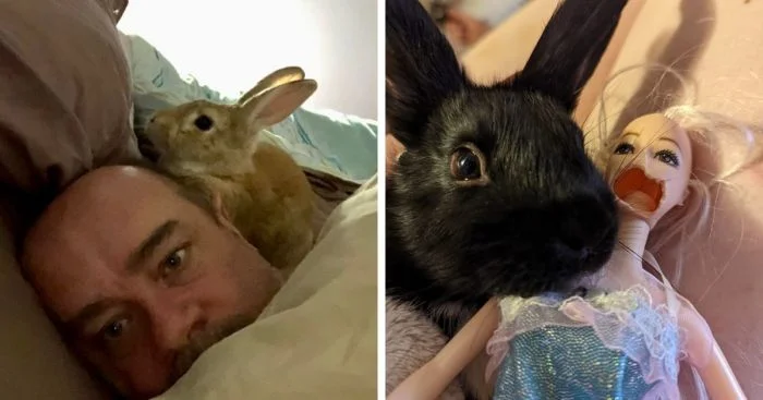 Очаровательные и вредные: 16 кроликов в своих лучших проявлениях