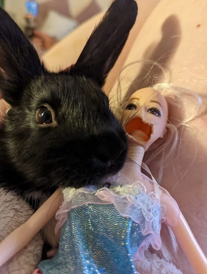 Очаровательные и вредные: 16 кроликов в своих лучших проявлениях