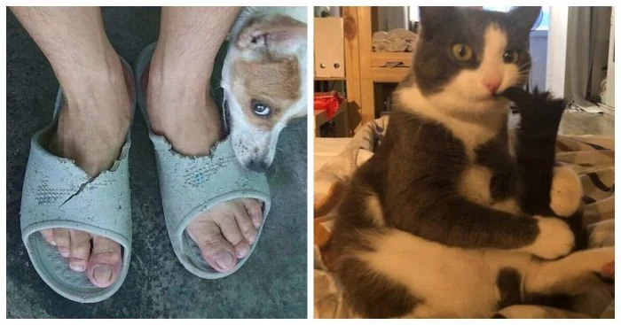 Очаровательные питомцы и их 20 необычных повадок