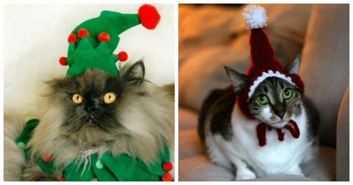 Котики против праздников: 22 примера зимнего недовольства
