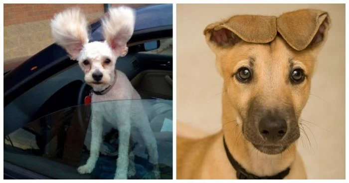 Смешные ушастики: 18 пёселей, которые вас рассмешат