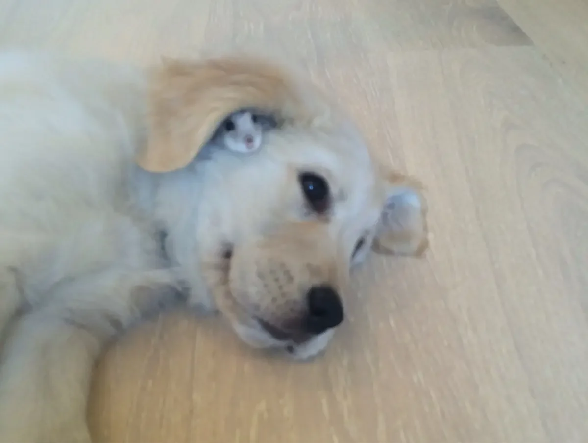 Смешные ушастики: 18 пёселей, которые вас рассмешат