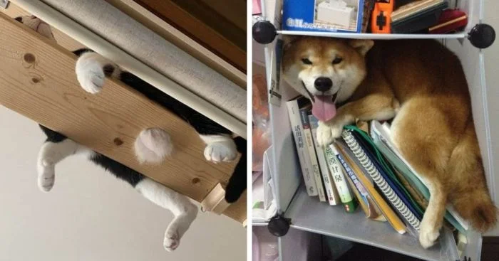 Идеальные уголки: 15 домашних животных и их любимые зоны отдыха