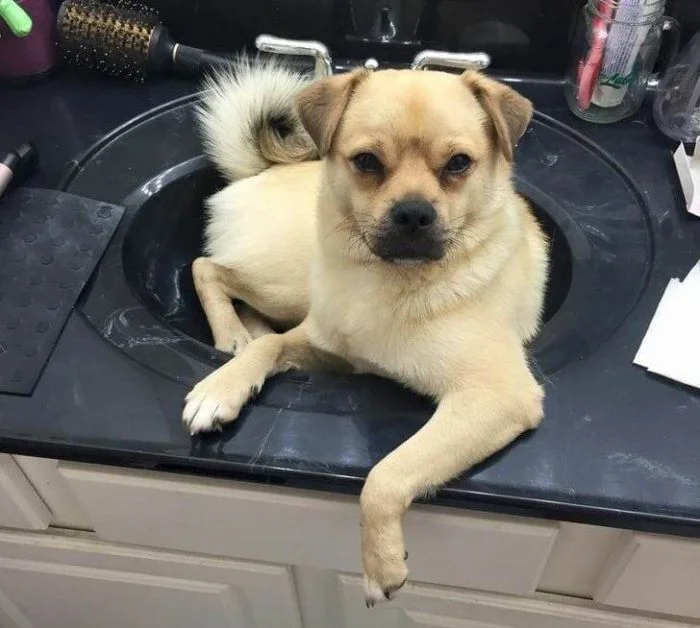 Идеальные уголки: 15 домашних животных и их любимые зоны отдыха