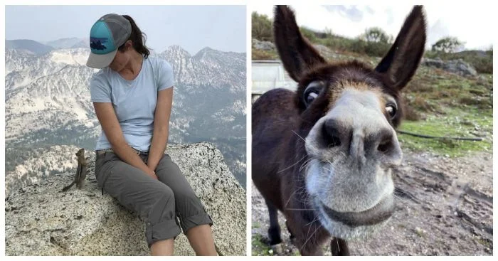 Туристы и животные: 30 неожиданных и пугающих встреч