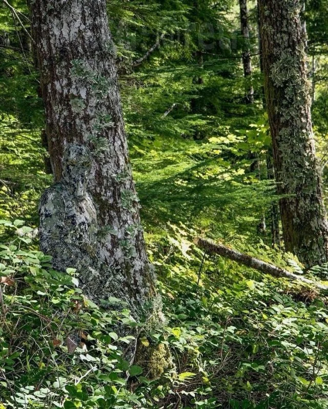 Эффективность камуфляжа: наглядные примеры