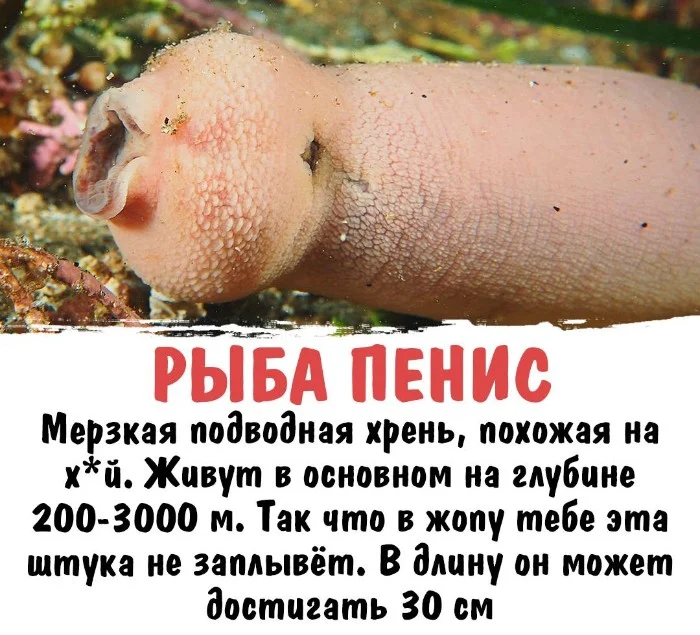 Интересная биология #42