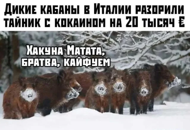 Новые смешные картинки