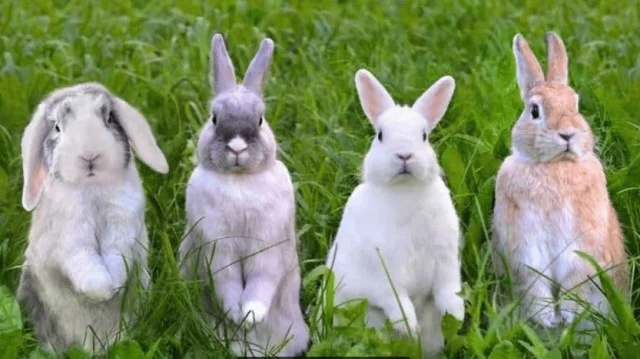 Беременность 15-м ребенком: история архангельских «зайек и лужаек»