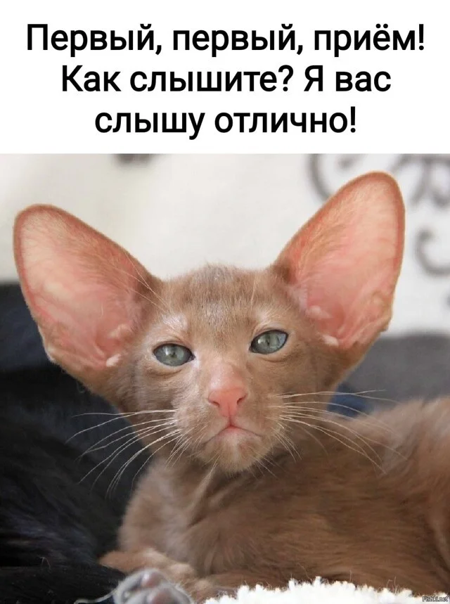 Баянчики подвезли