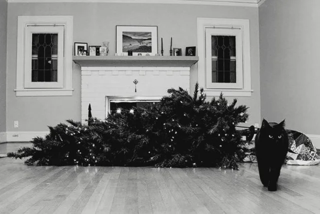 Баянчики подвезли