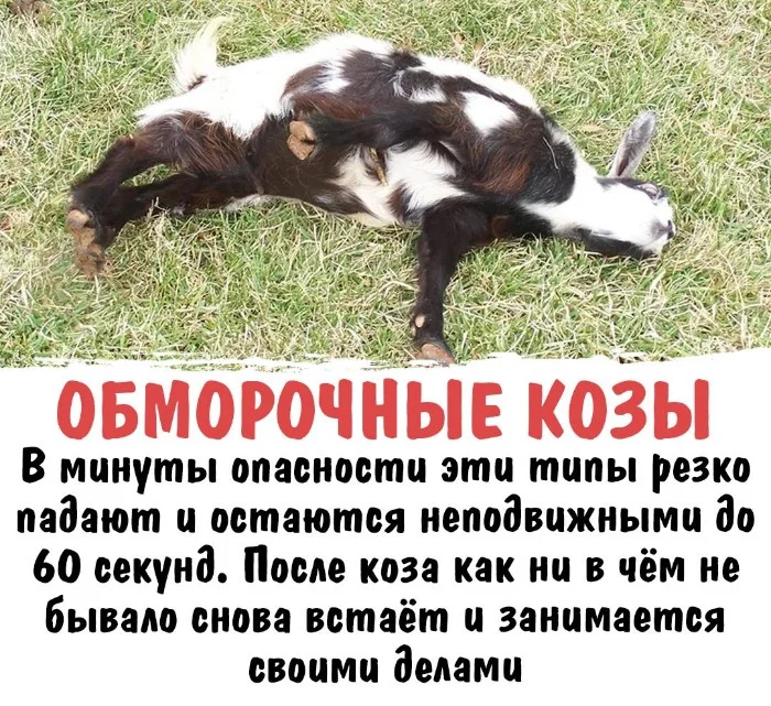 Интересная биология #45