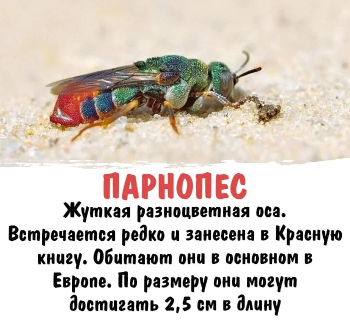 Интересная биология #49