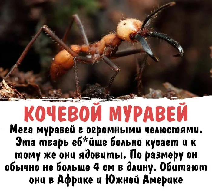 Интересная биология #50