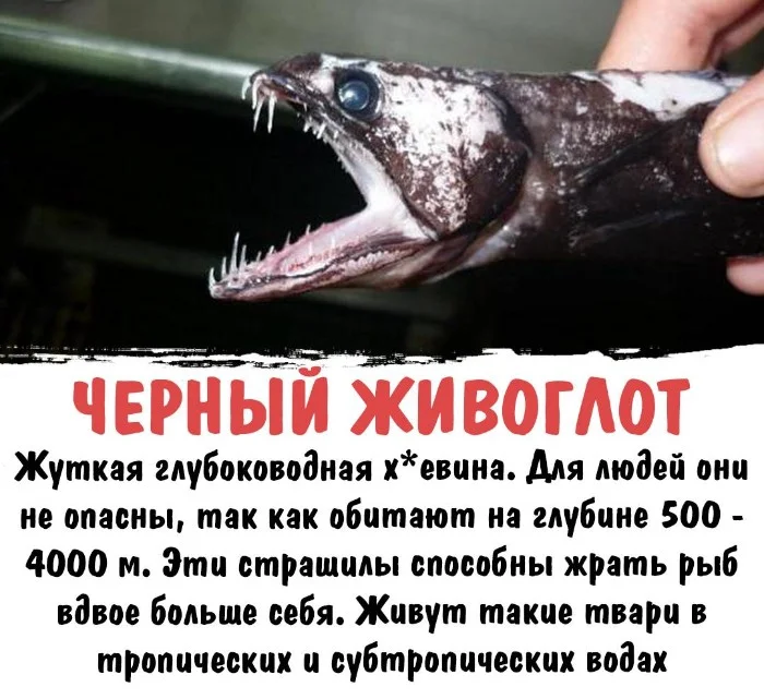 Интересная биология #52