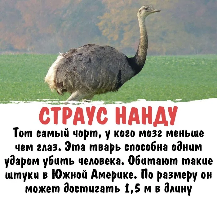 Интересная биология #52