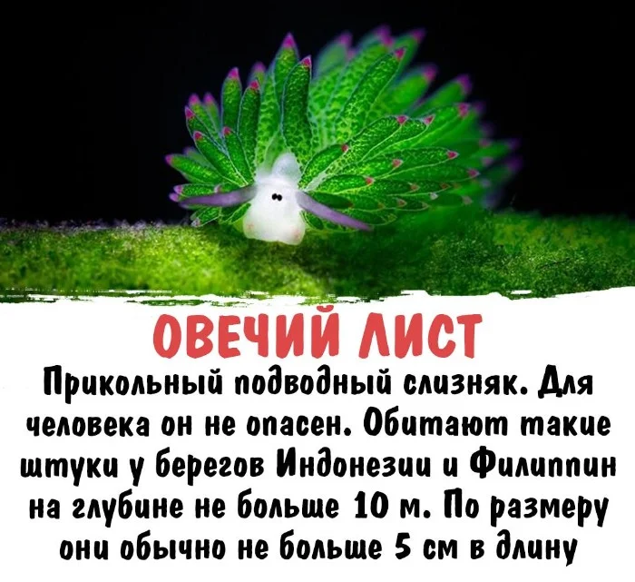 Интересная биология #54