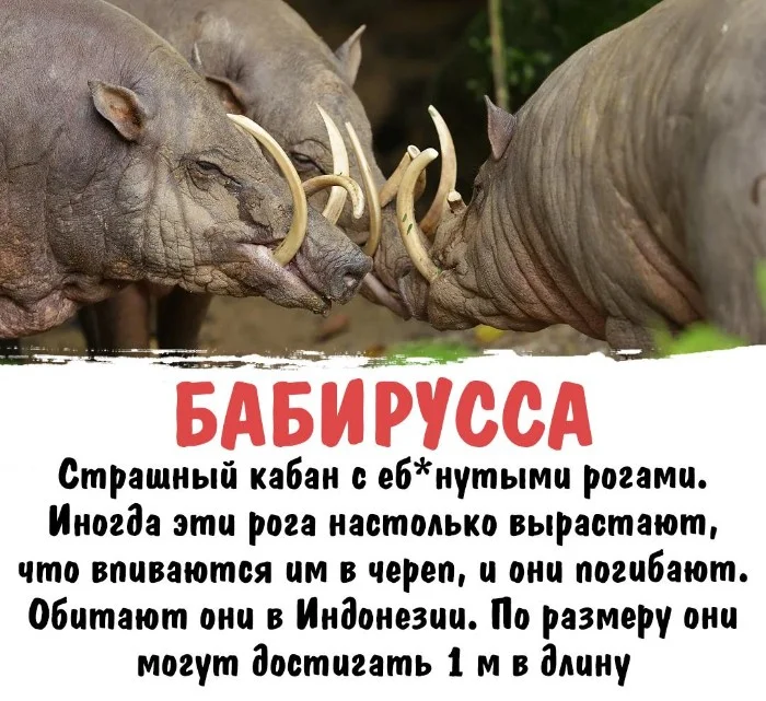 Интересная биология #54