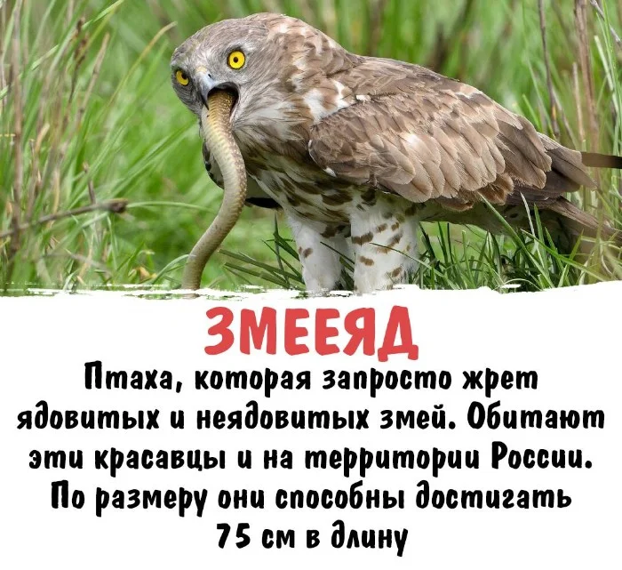 Интересная биология #57