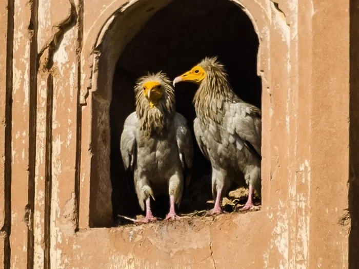 Как египетский стервятник выживает среди падальщиков?