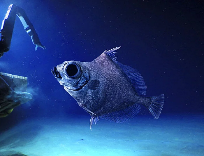 Как бородавчатый солнечник игнорирует экологию и доживает до 140 лет