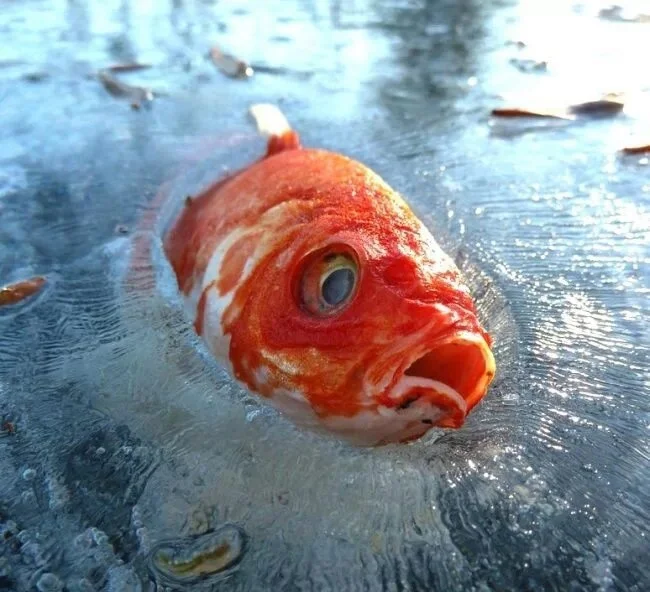 Зимние повадки рыб: что скрывается подо льдом?