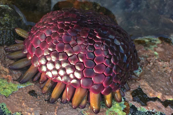 Что скрывается под видом «яиц драконов»? История колобоцентротуса