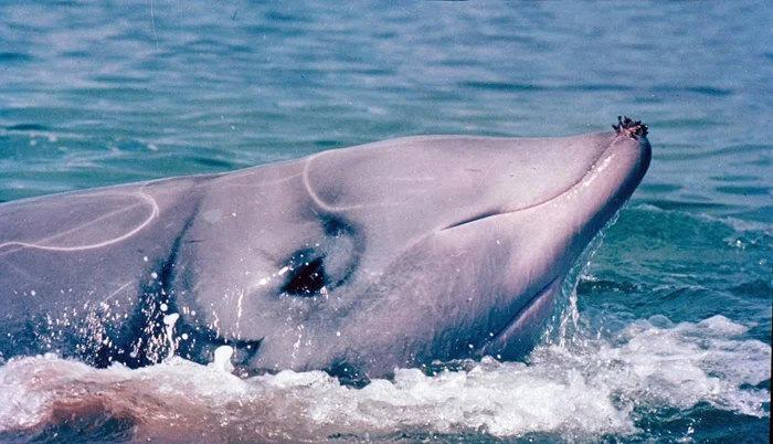 Кит-клюворыл: глубоководный охотник со шрамами