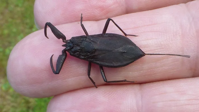 Грозный, но прекрасный: водяной скорпион в деталях