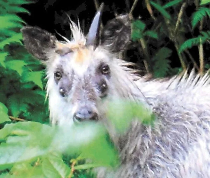 Что скрывает японский серау? Уникальные черты редкого зверя