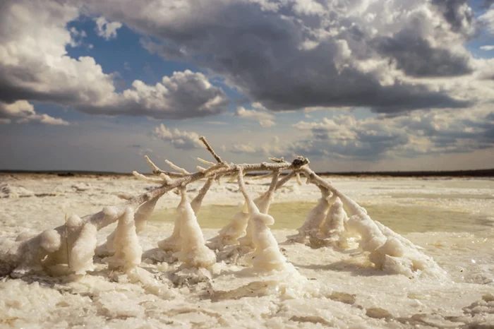 Как живые организмы выживают в солёных озёрах?