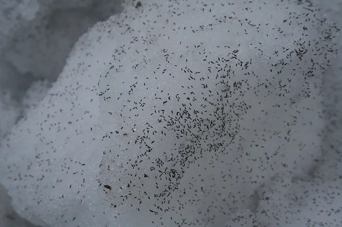 «Прыгающий снег»: что делать, если вы встретили ногохвосток?