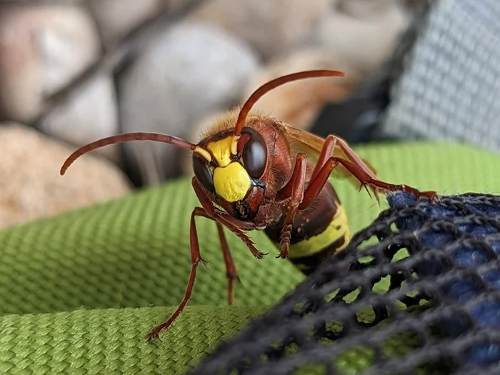 Восточные шершни: спиртовое меню и экспансия на юге России