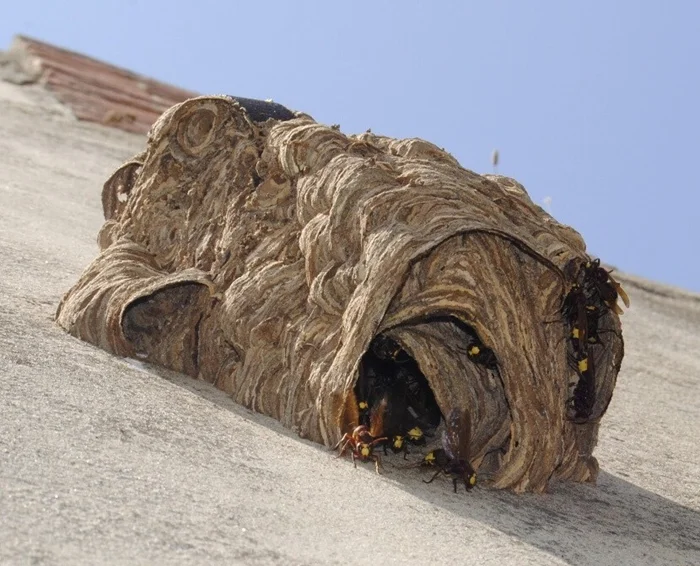 Восточные шершни: спиртовое меню и экспансия на юге России