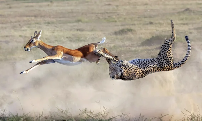 Как гепарды оказались на Руси: следы экзотики в истории