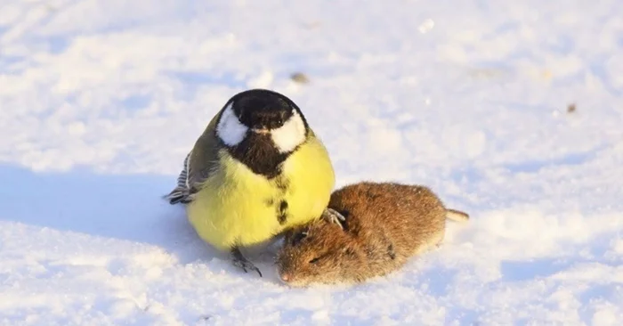 Сало для синиц зимой: спасение от голода и агрессии