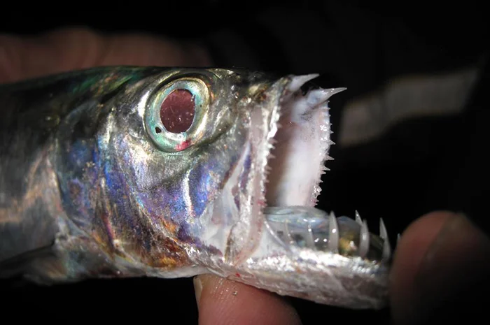 Южная селёдка-дораб: опасный хищник с игольчатыми зубами