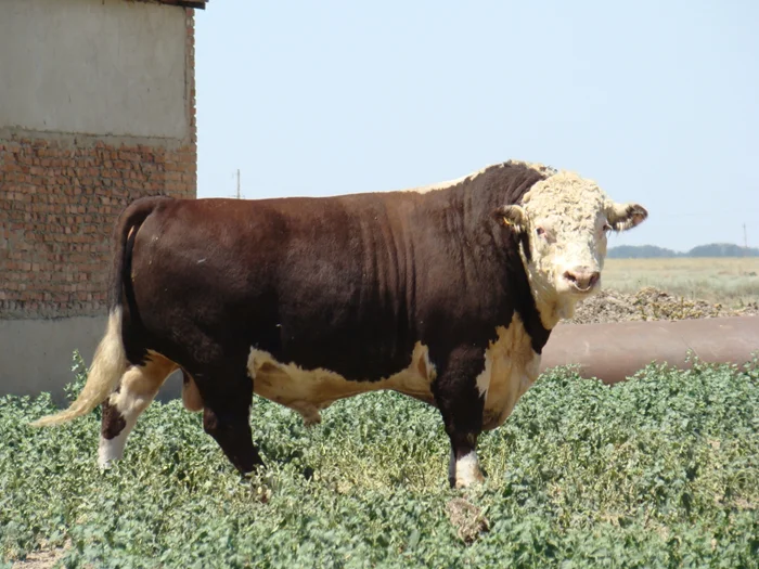 Бычок-герефорд: как эта порода завоевала мировой рынок
