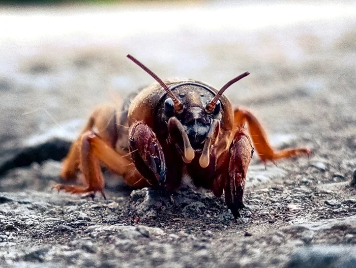 Секреты медведки: сила, уникальные способности и её война с людьми