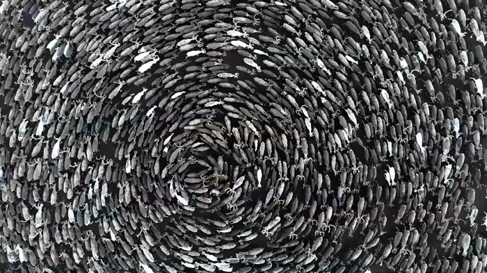 Почему олени создают хоровод? Секреты необычного поведения