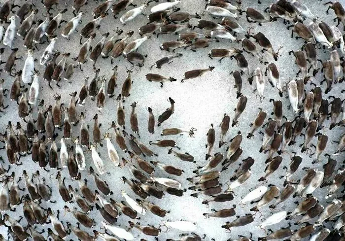 Почему олени создают хоровод? Секреты необычного поведения