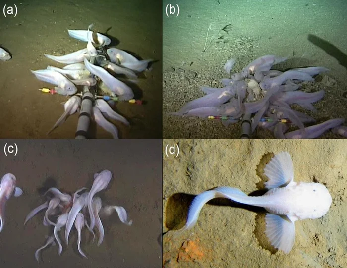 Жизнь на глубине 8000 метров: кто такой псеудолипарис?