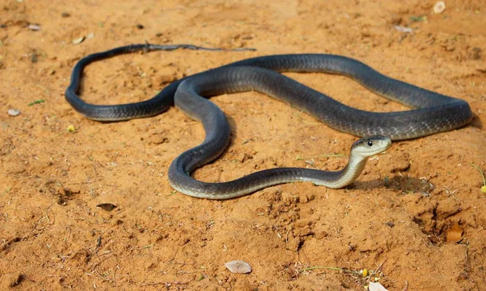 Разновидности ядов змей: от смертельной дозы до безобидного укуса