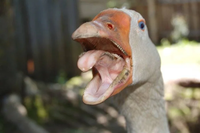 Гусиные яйца: почему их не продают в магазинах и чем они опасны?